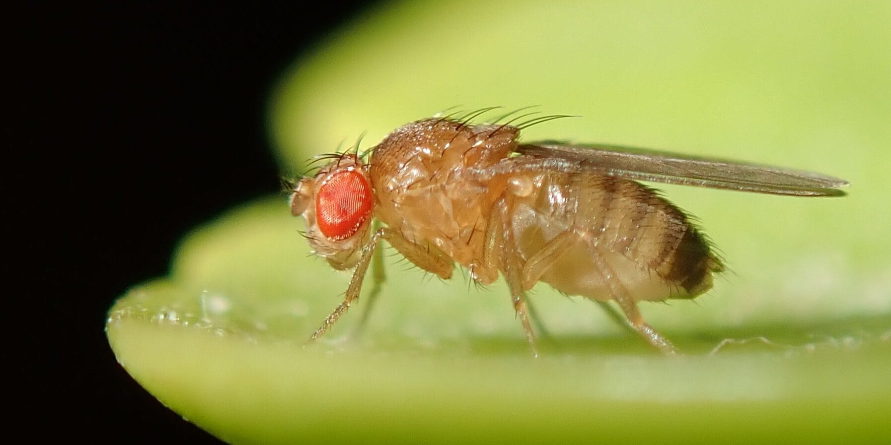 Common fruit fly