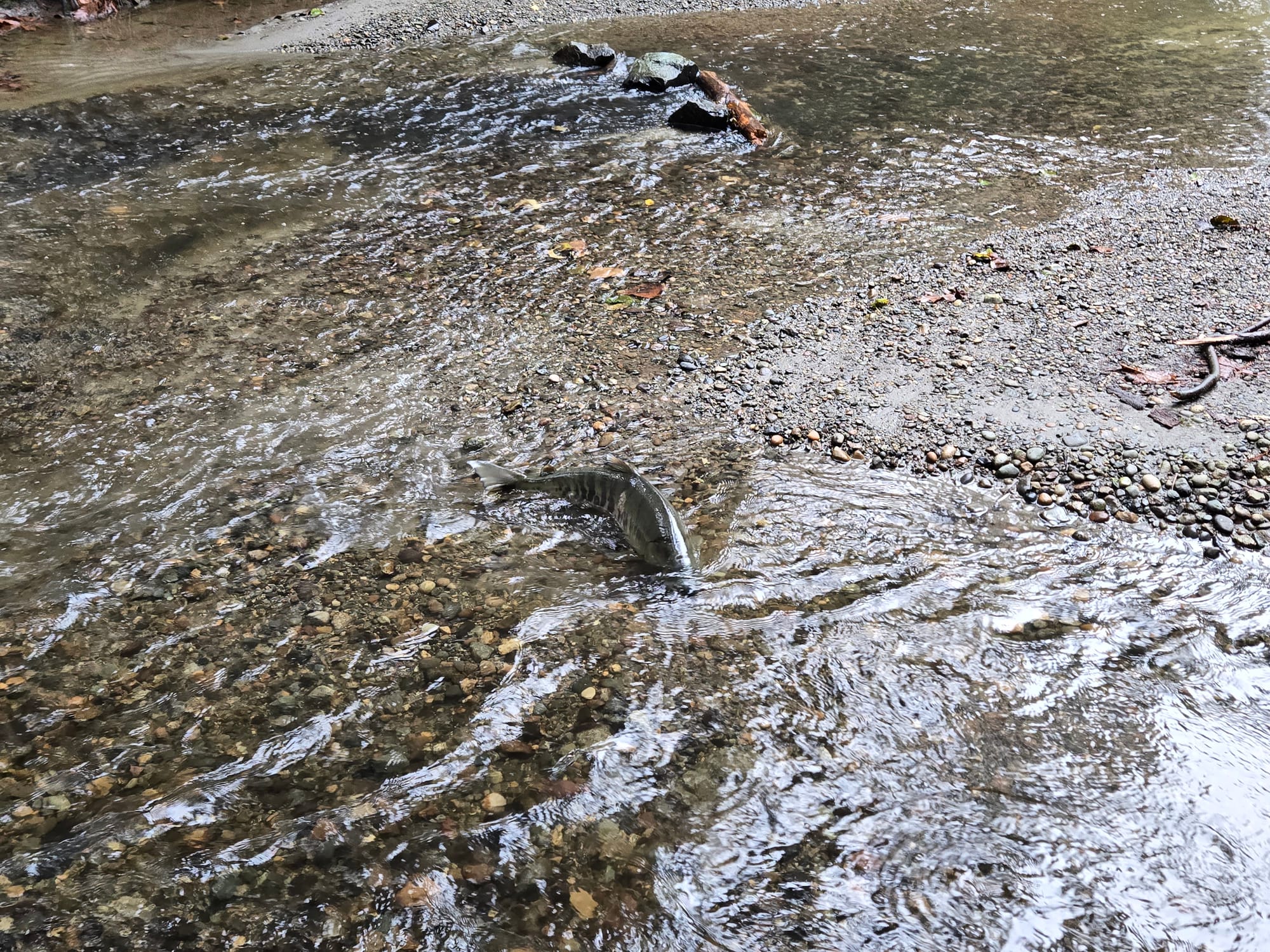 Salmon spawning in local stream