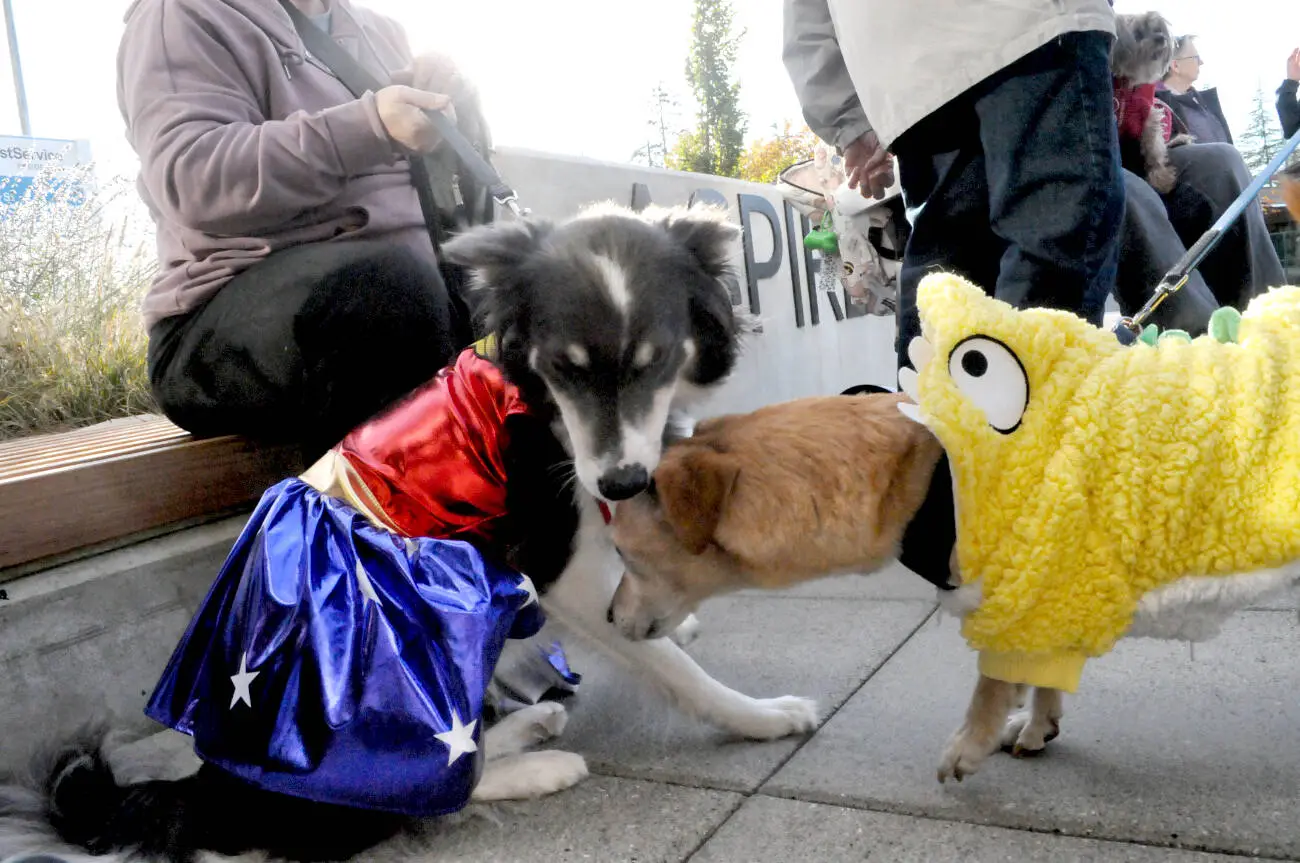 Langley's hounds of Halloween