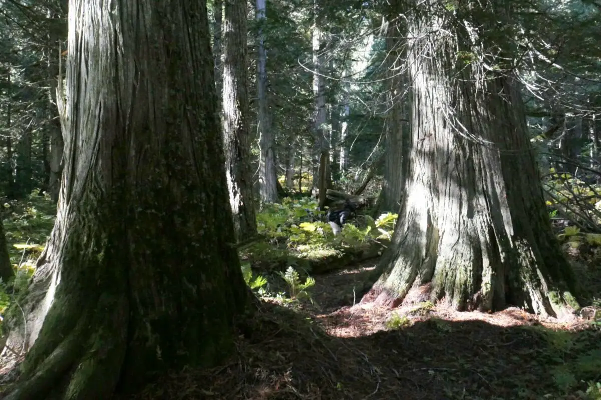 Old-growth forest