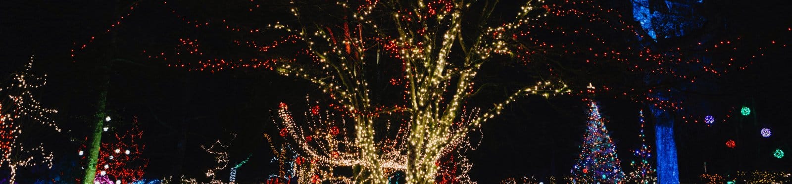 Holiday Lights in Williams Park
