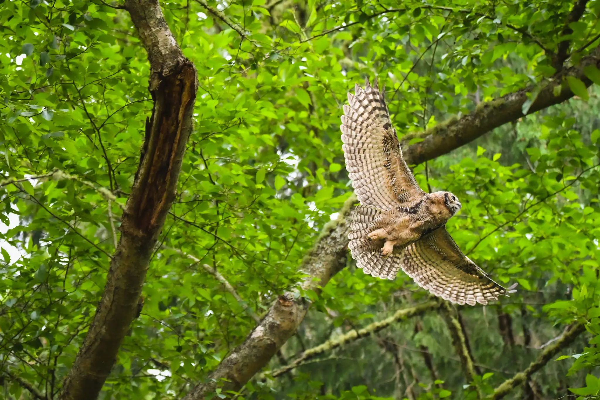 Owl in Langley park