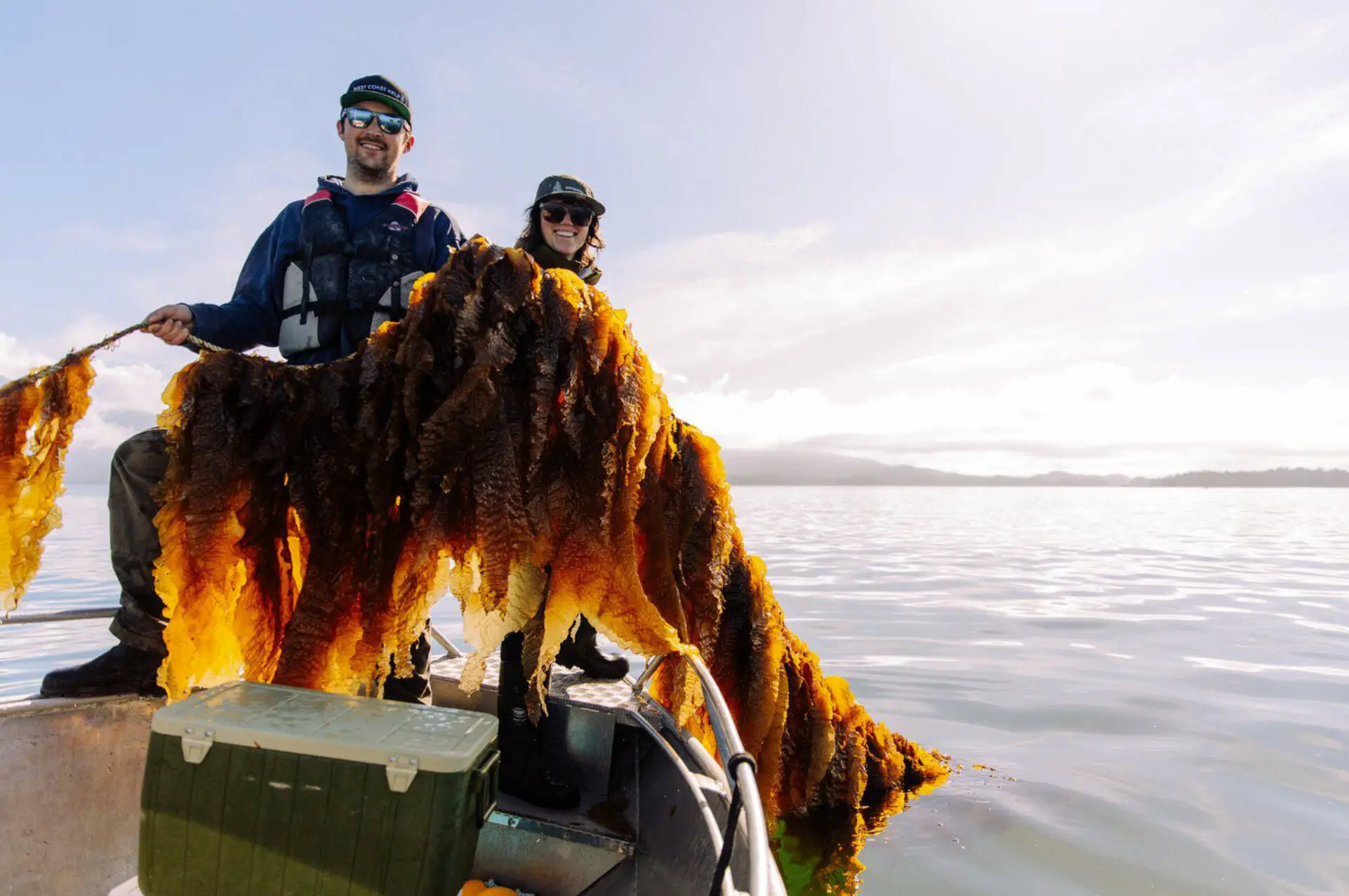 Tofino kelp restoration