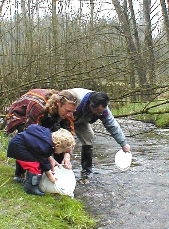 West Creek salmon release