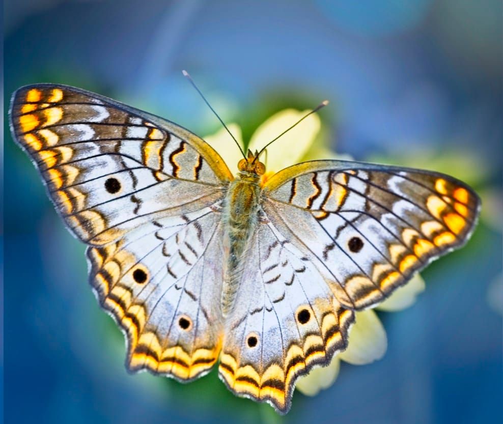 Transforming Your Life´s Purpose by Embracing Your Role as a Divine Vessel