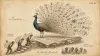 Vintage field-guide plate №2: Architectus theatralis — a peacock whose tail is made of architecture diagrams. Human Code series.