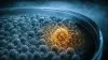 A petri dish under blue lab light: one glowing golden cell swarmed by antibodies amid a mass of identical grey cells.