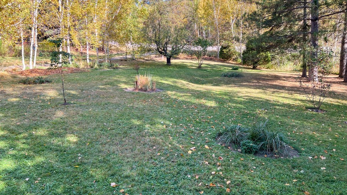 Maackia 035: Little Dishes