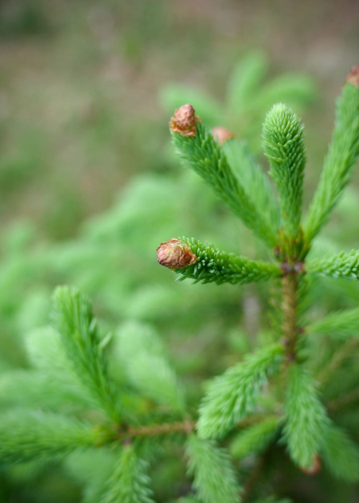 Maackia 032: When in doubt, ask a spruce