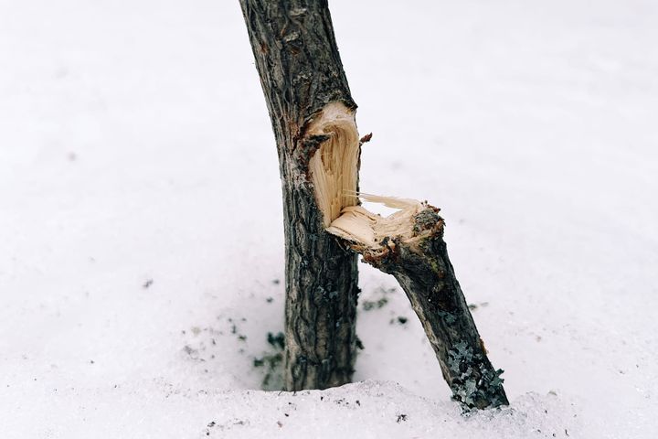 Maackia 038: A hard winter