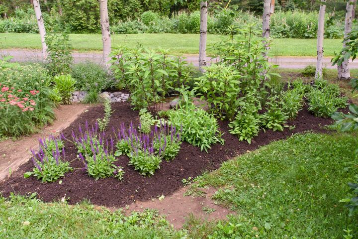 Maackia 040: Garden updates