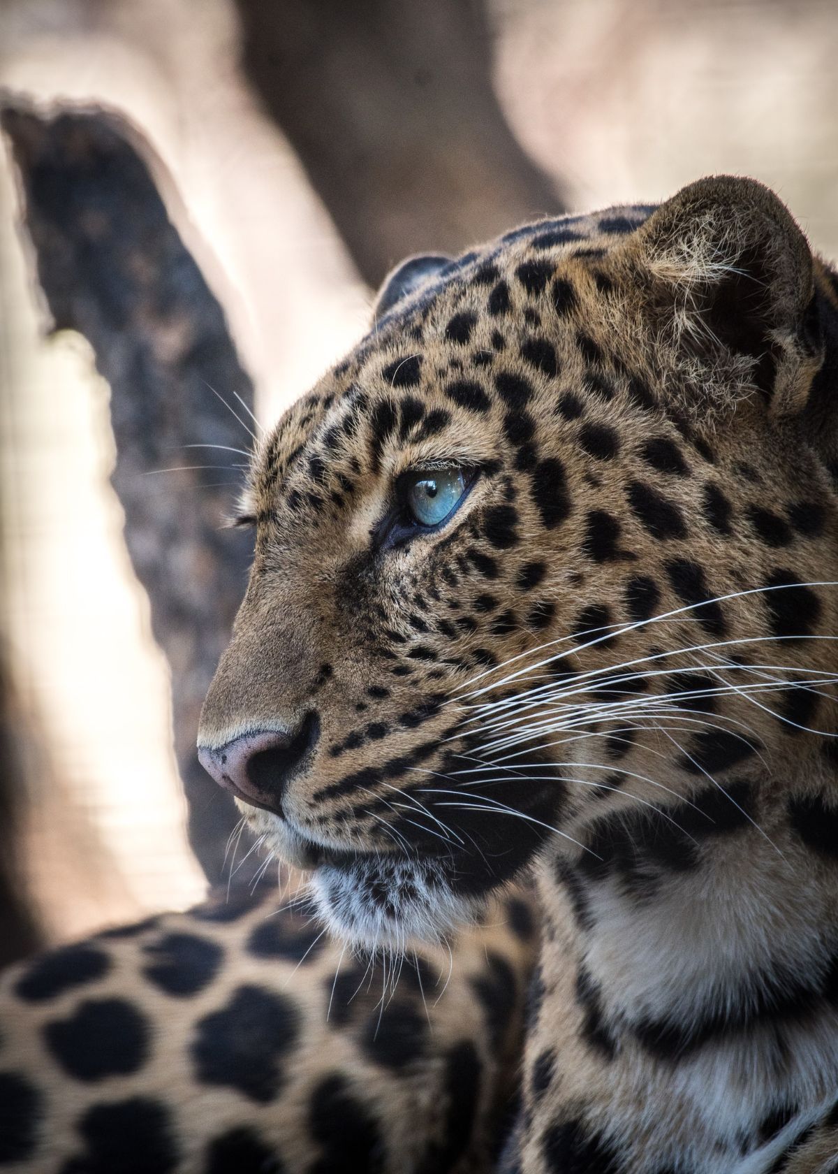 how to pick the best trail camera