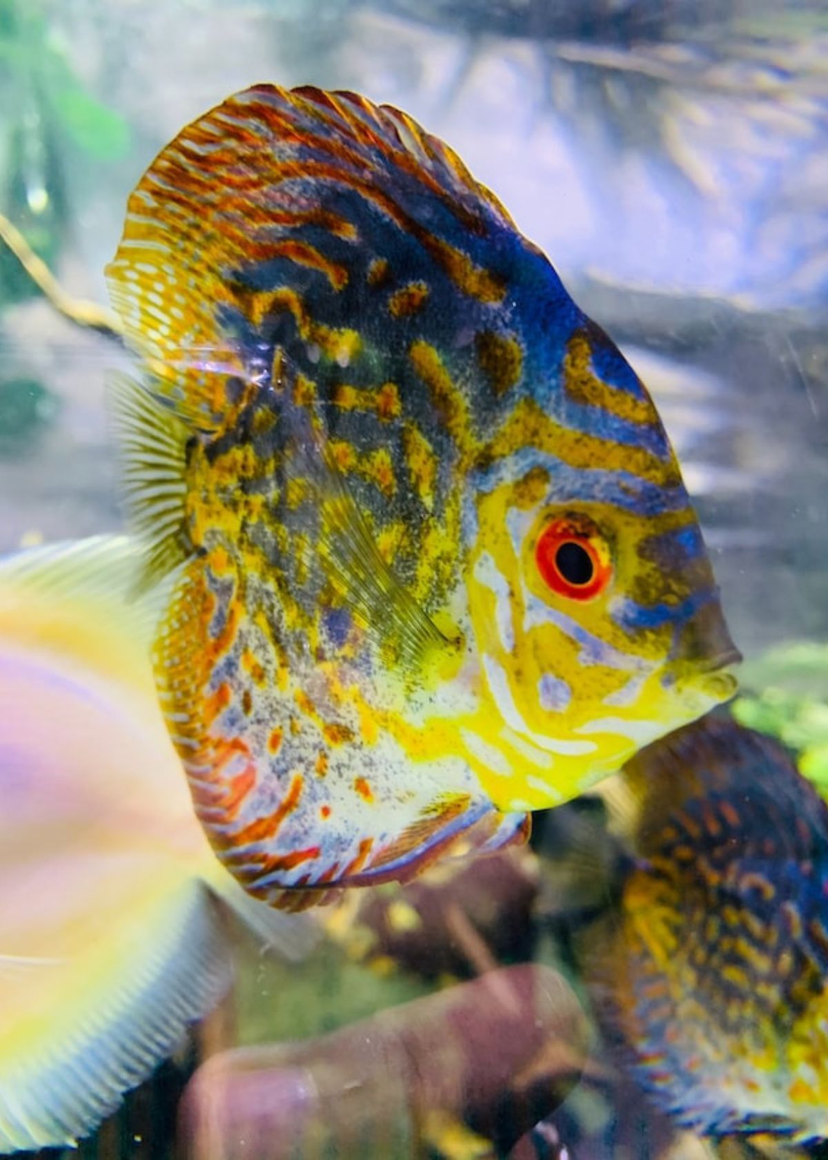 best kayak fish finder