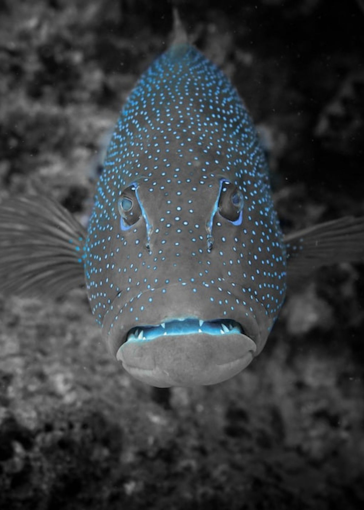 side imaging fish finder