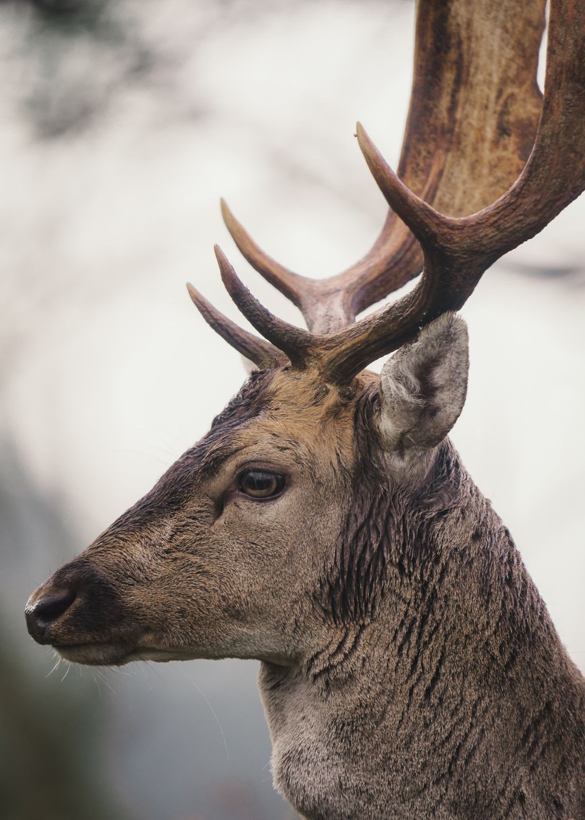 do cellular trail cameras work without service