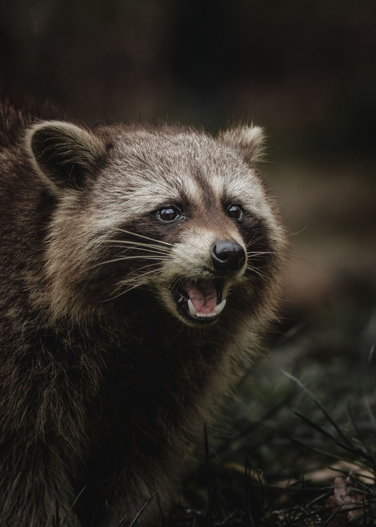 how much do night vision goggles cost