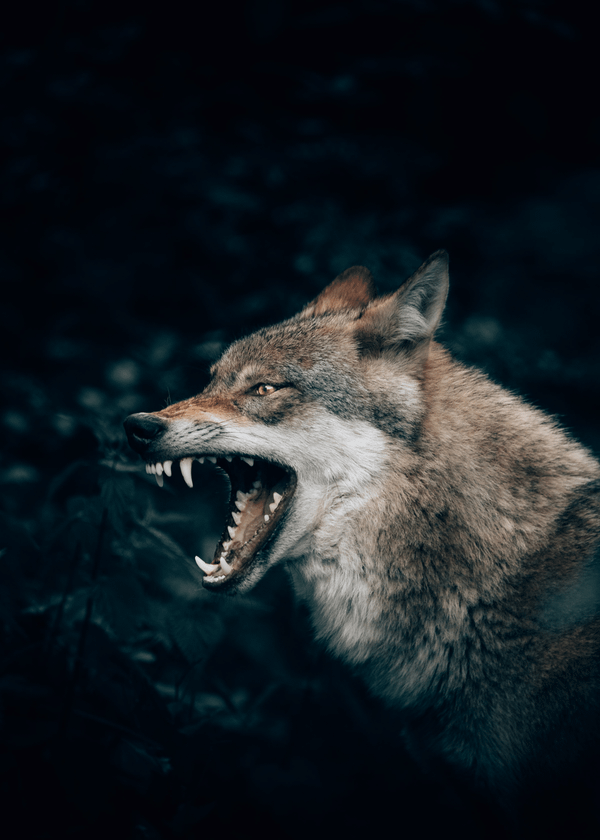 Predator Calls