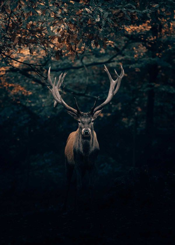 Best Trail Cameras