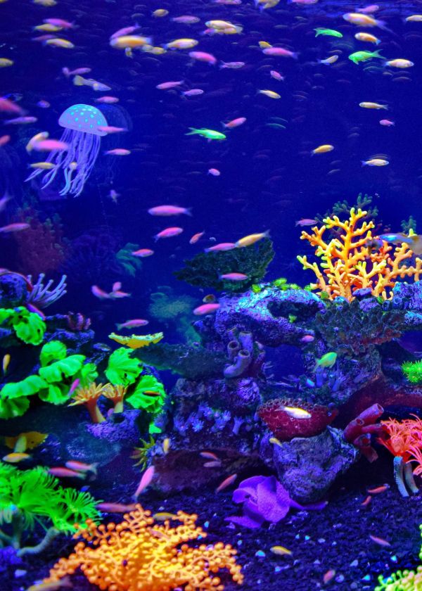 action camera flashlight