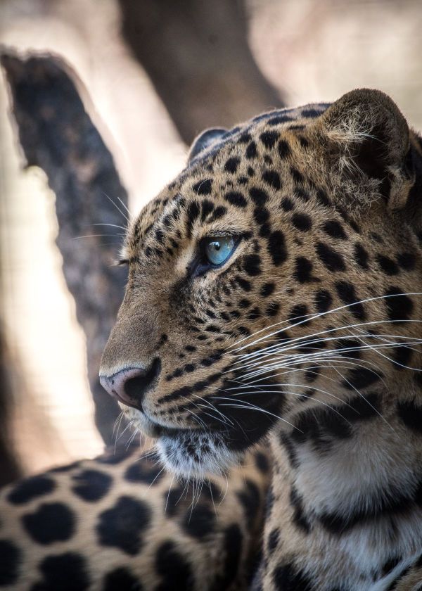 how to pick the best trail camera