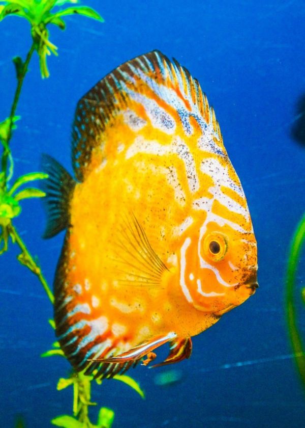 how to fish from a kayak