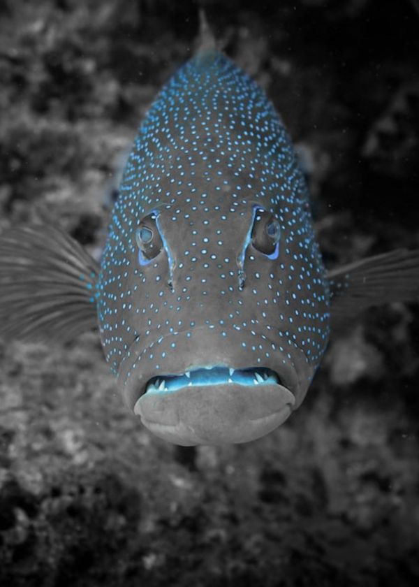 side imaging fish finder