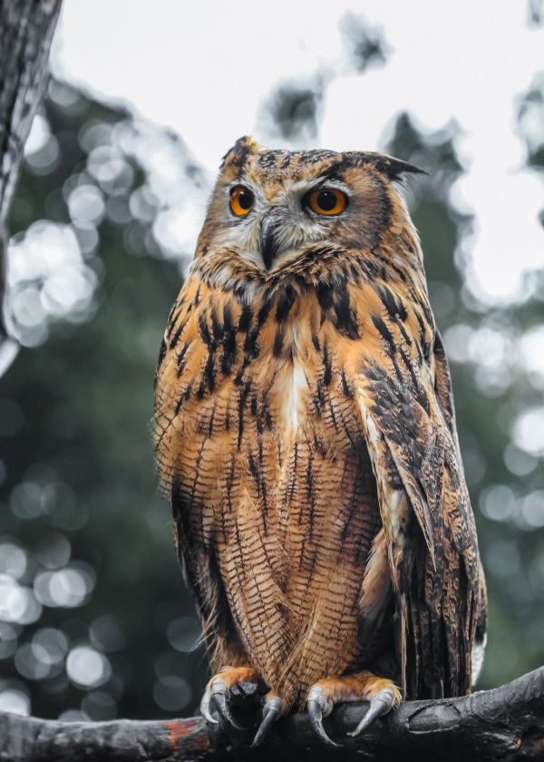 how do trail cameras work