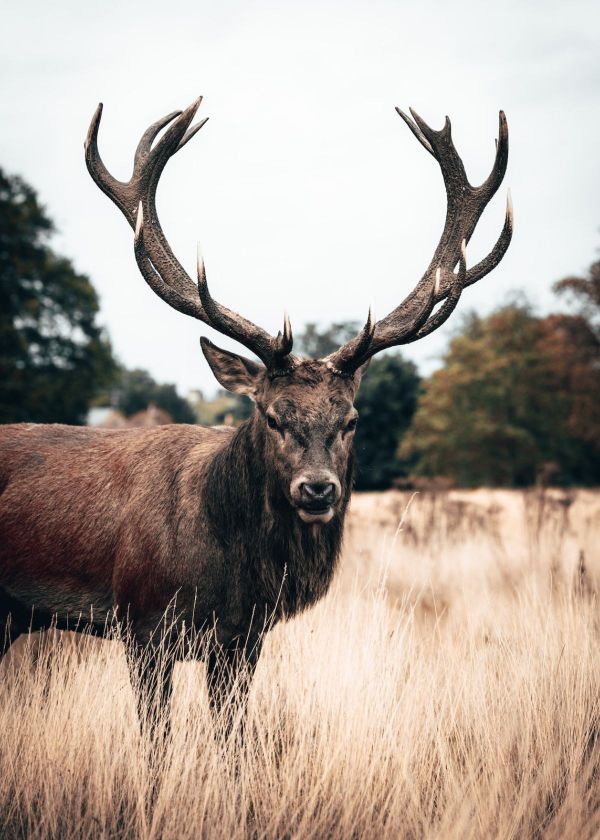 how to format sd card for bushnell trail camera