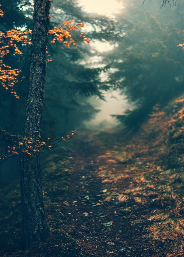 how to format sd card for trail camera