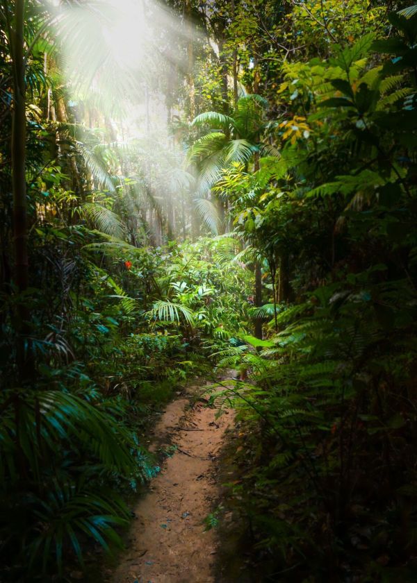 how to hide trail camera from humans