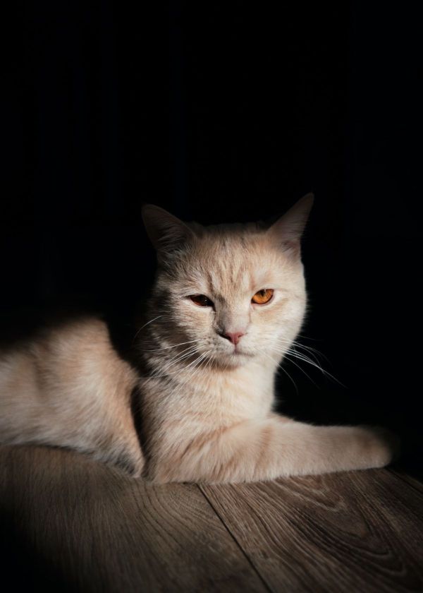 what is iso in photography