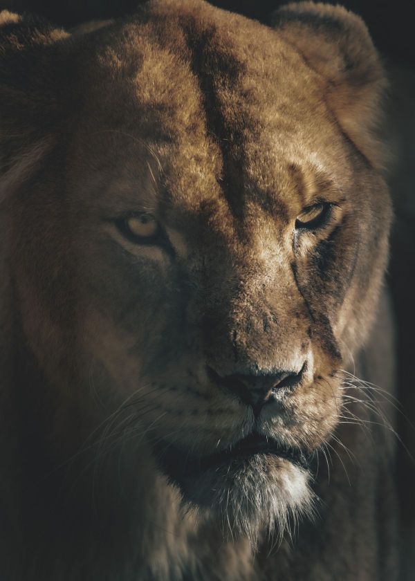 how much are night vision goggles