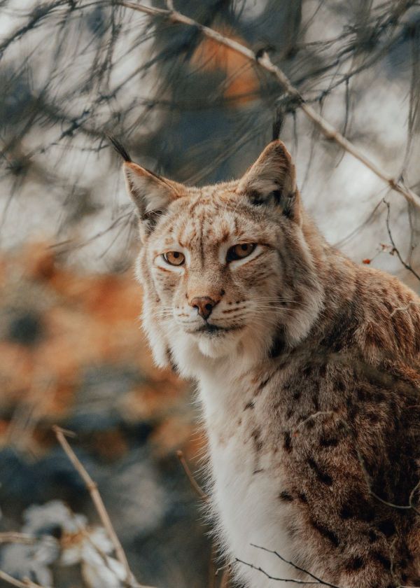 why are night vision goggles green