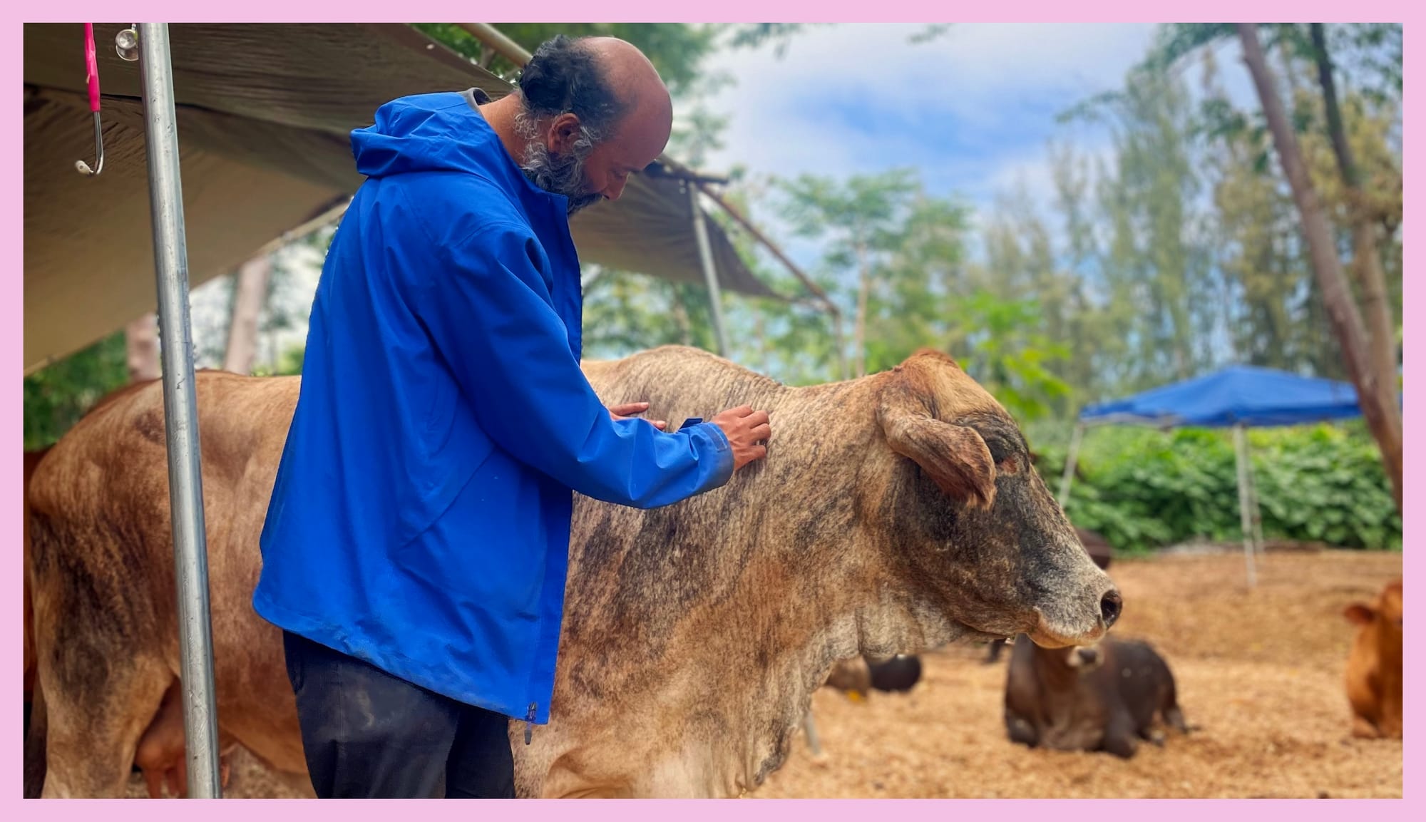 Master Nataraj G at the Cow Sanctuary with Bhumi, the Matriarch.