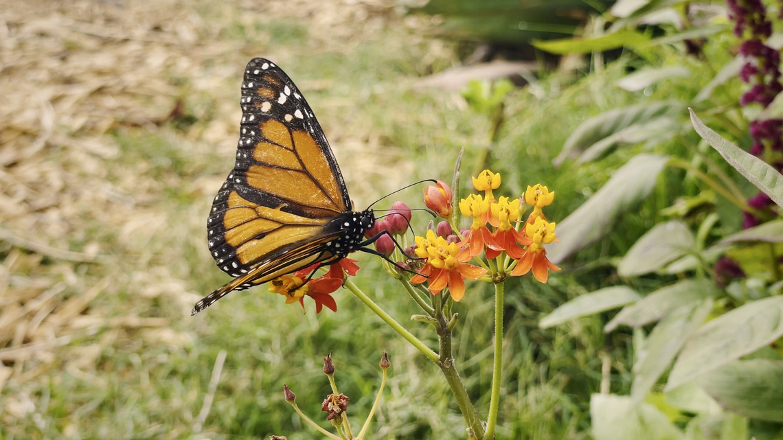 Regenerative Movie Nights in Pahoa