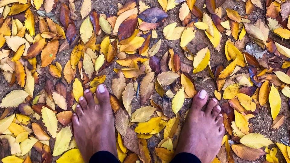 Amidst a patch of brown sandy land, there are many yellow and brown teardrop shaped leaves strewn about with two bare feet at the bottom of the frame.