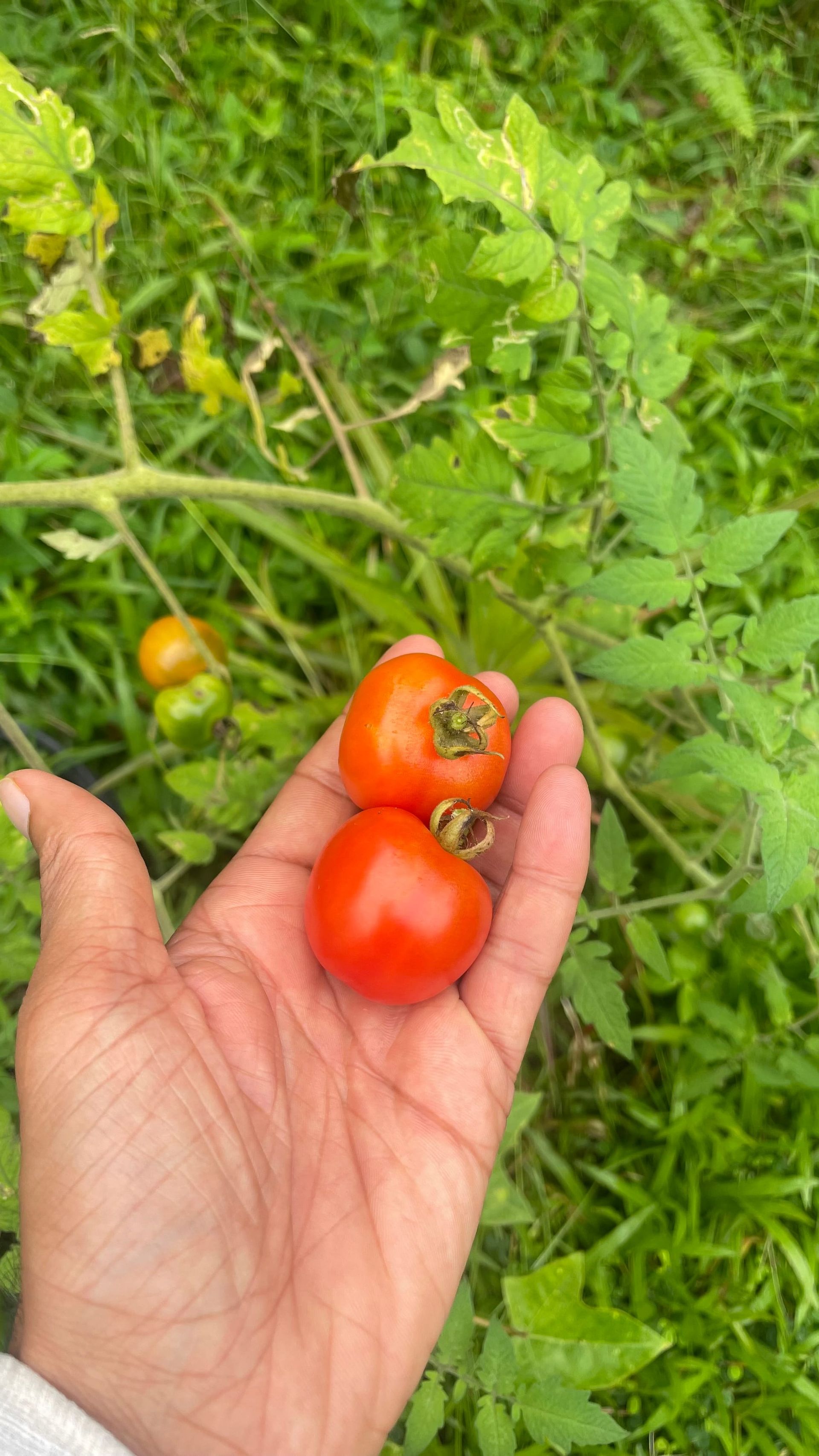 Fresh baby tomato harvested from our garden