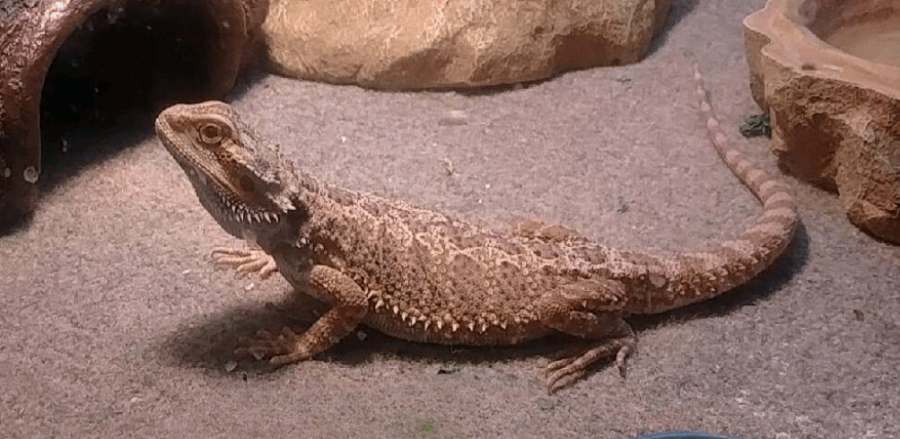 Bearded Dragons Lair