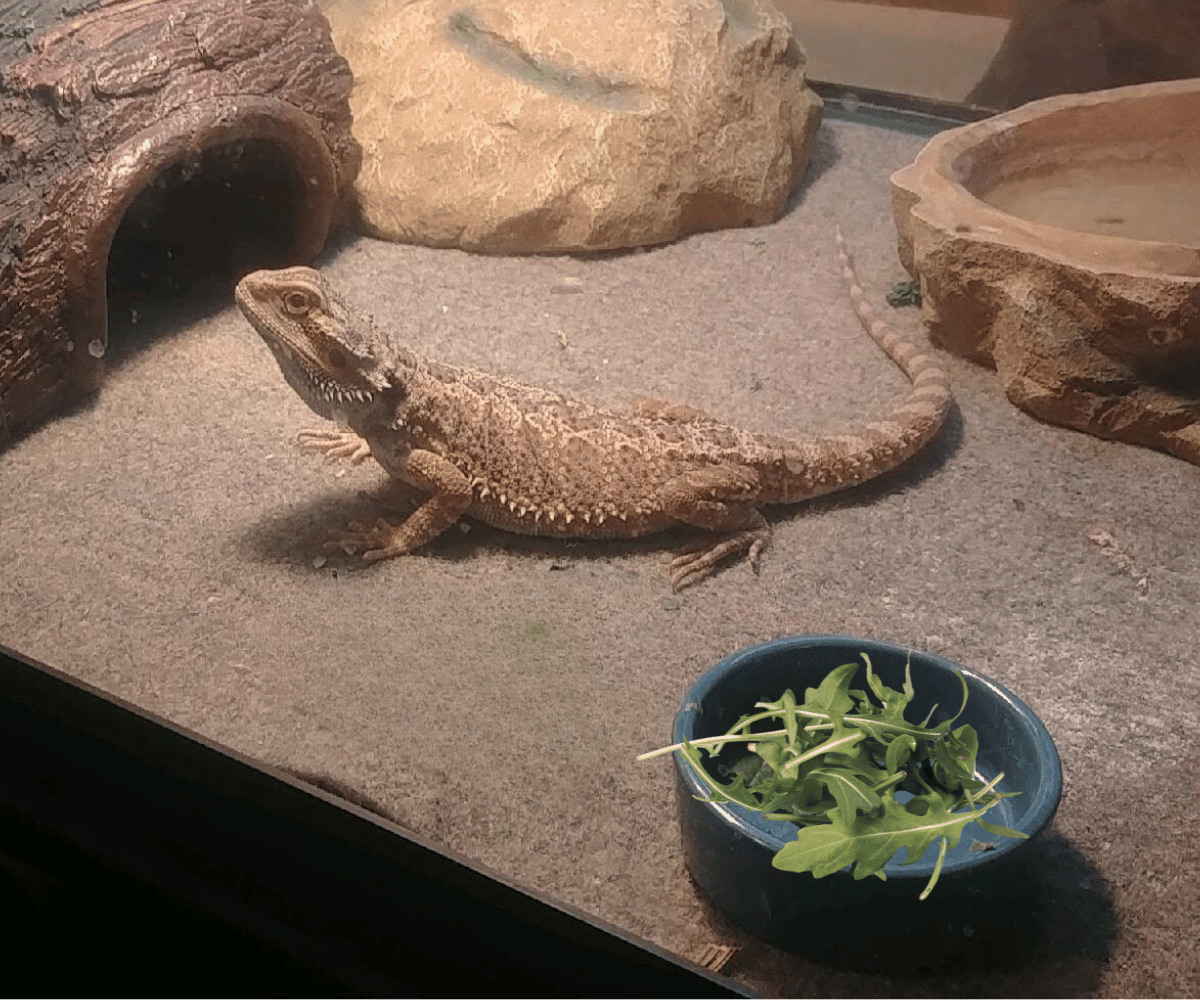 Can bearded dragons eat arugula?