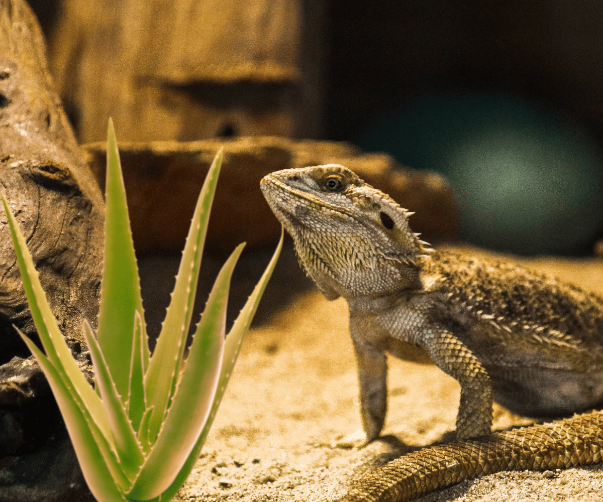 Can Bearded Dragons Eat Aloe?