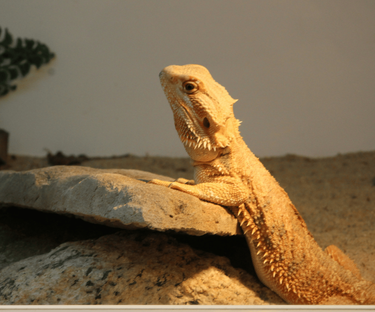 Bearded Dragon Lighting Needs