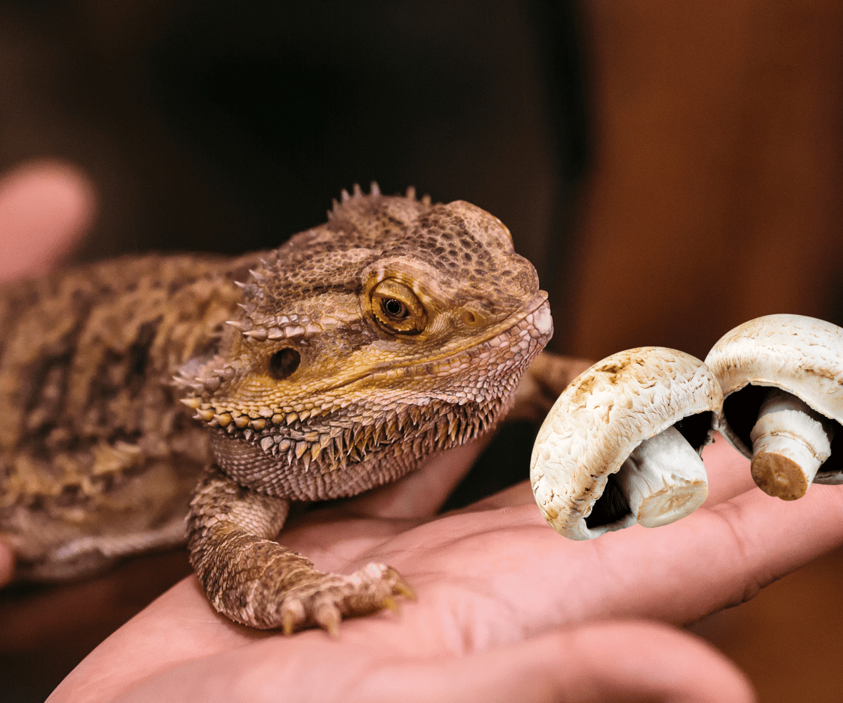 Can Bearded Dragons Eat Mushrooms?
