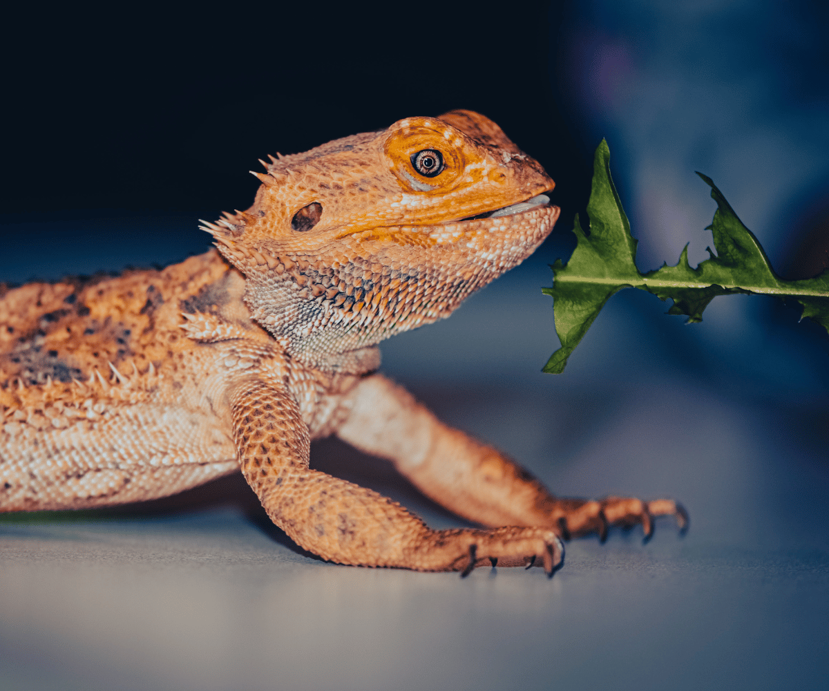 Can Bearded Dragons Eat Dandelions?
