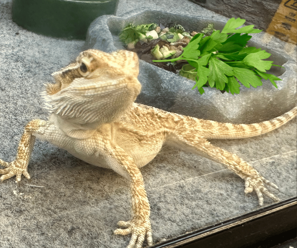 Can Bearded Dragons Eat Parsley?