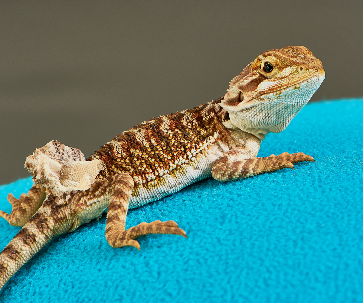 Bearded Dragon Shedding
