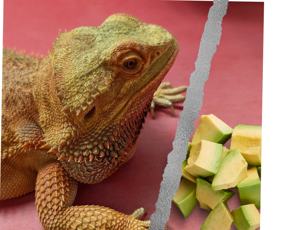 Can Bearded Dragons Eat Avocado?