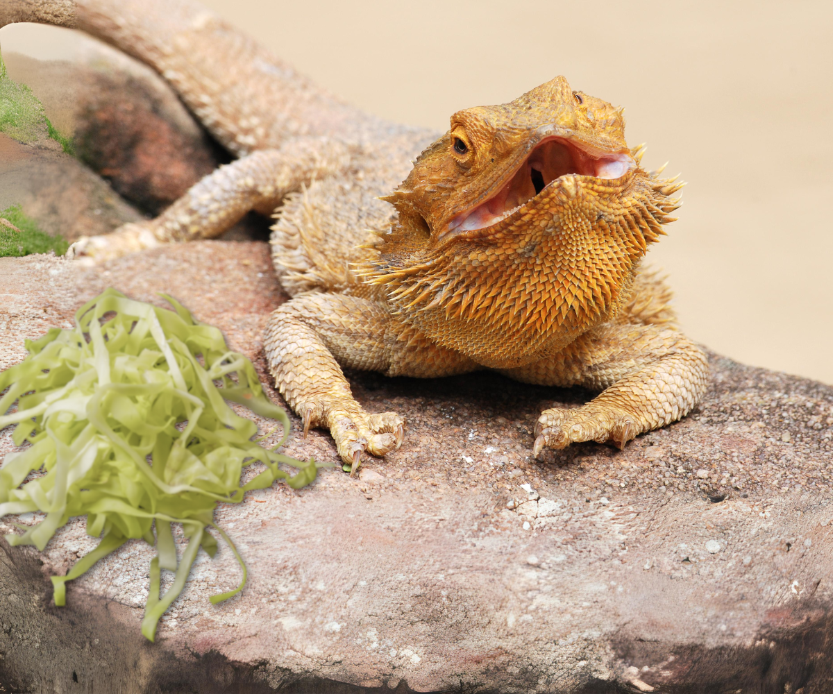 Can Bearded Dragons Eat Cabbage?