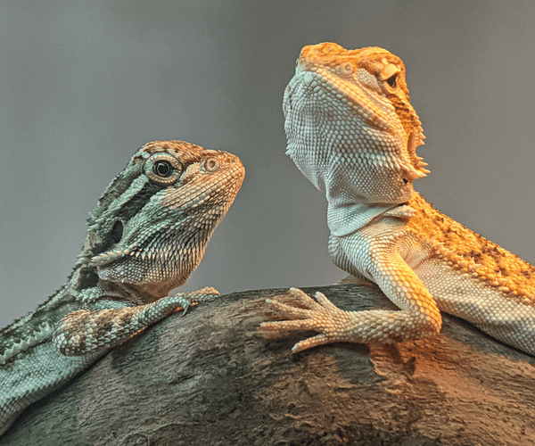 Bearded Dragon Breeds