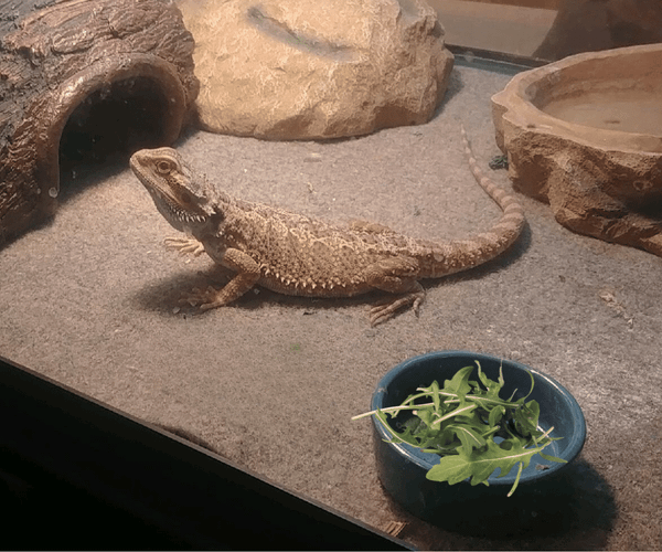 Can bearded dragons eat arugula?