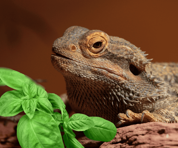 Can Bearded Dragons Eat Basil?